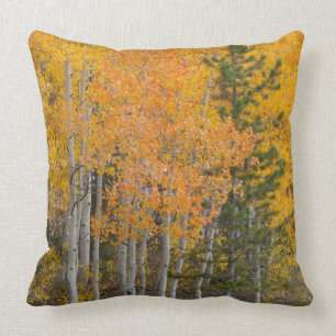 Provo River and aspen trees 7 Cushion
