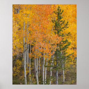 Provo River and aspen trees 7 Poster