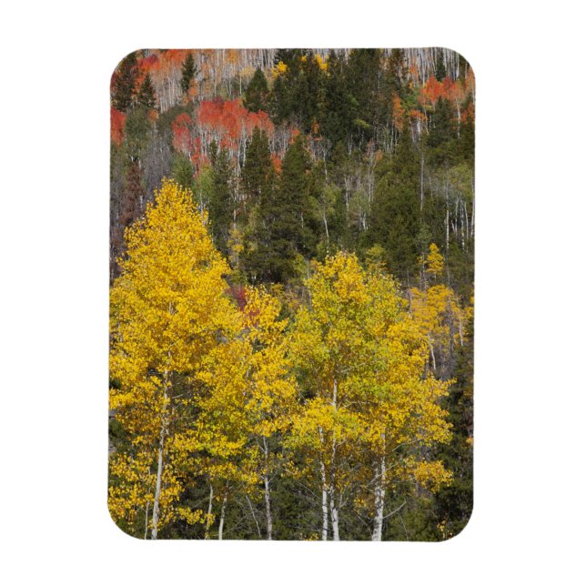 Provo River and aspen trees 9 Magnet (Vertical)