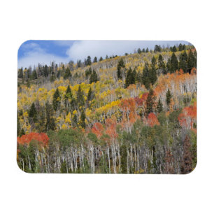Provo River and aspen trees Magnet