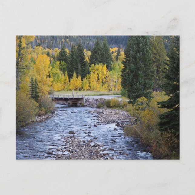 Provo River and aspen trees Postcard (Front)
