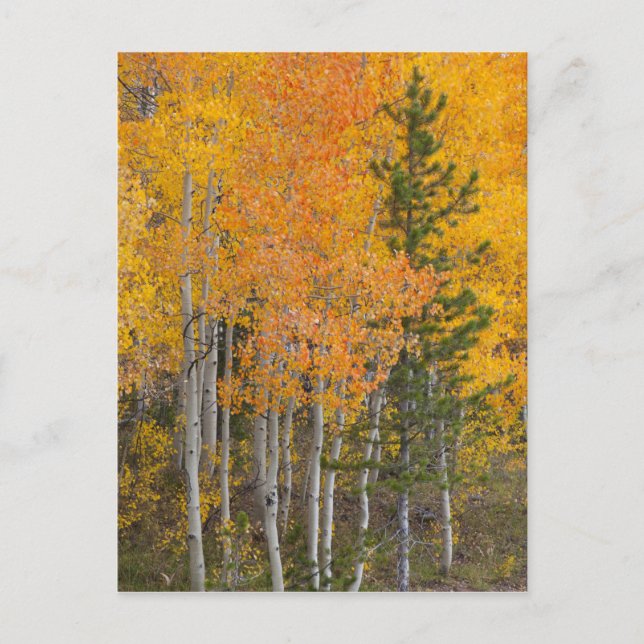 Provo River and aspen trees Postcard (Front)