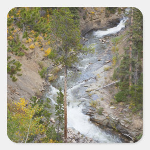 Provo River and aspen trees Square Sticker