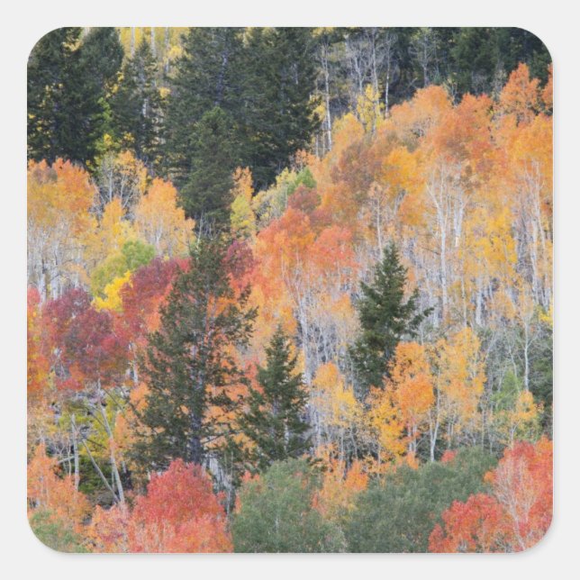 Provo River and aspen trees Square Sticker (Front)