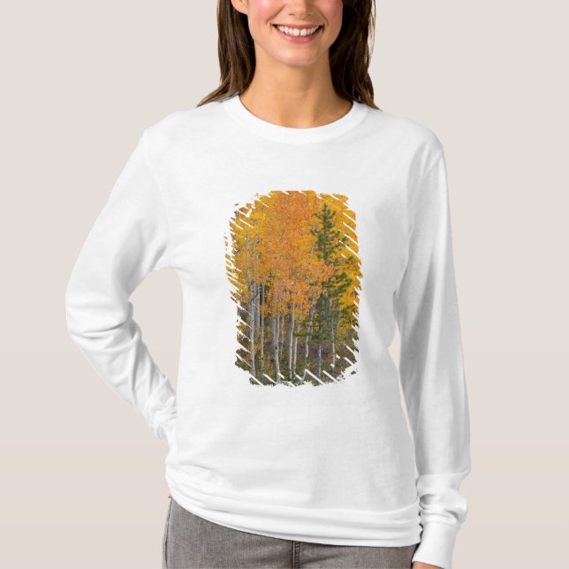 Provo River and aspen trees T-Shirt (Front)