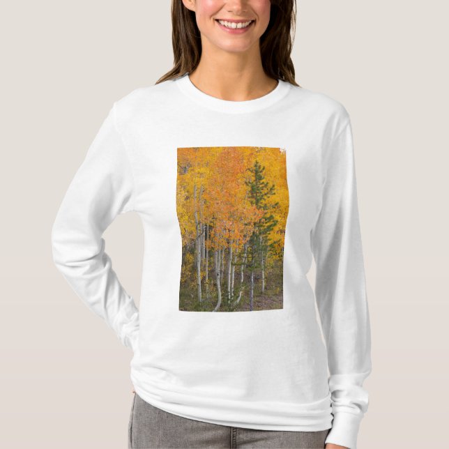 Provo River and aspen trees T-Shirt (Front)