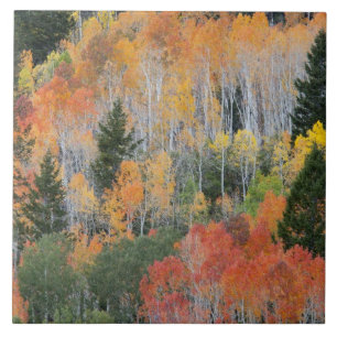 Provo River and aspen trees Tile