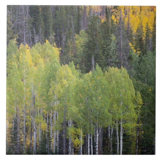 Provo River and aspen trees Tile (Front)
