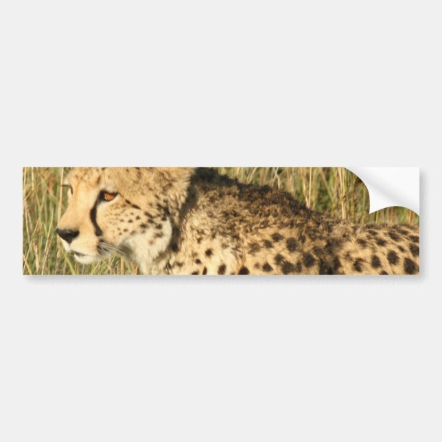Prowling Cheetah Bumper Stickers (Front)