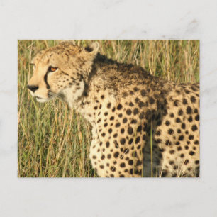 Prowling Cheetah Postcard