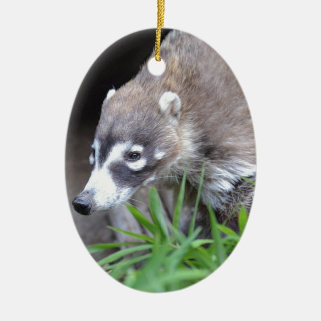 Prowling Coati Ceramic Tree Decoration (Front)
