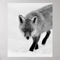Prowling Fox