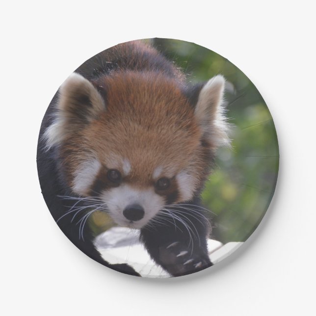 Prowling Red Panda Paper Plate (Front)