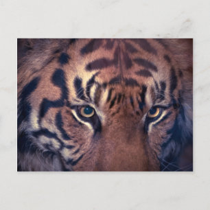Prowling Tiger Postcard