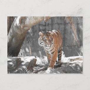 Prowling Tiger Postcard