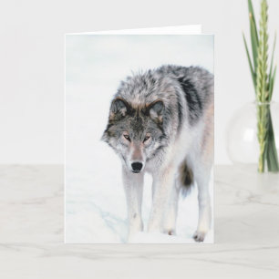 Prowling Wolf Card
