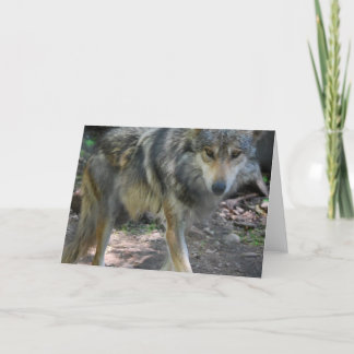Prowling Wolf Greeting Card