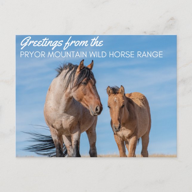 Pryor Mountain Wild Horse Range Postcard (Front)