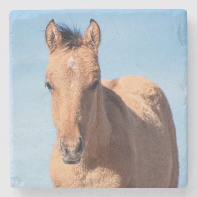 Pryor Mountain Wild Mustang Foal Stone Coaster (Front)