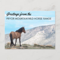 Pryor Mountain Wild Mustang Postcard: Horizon