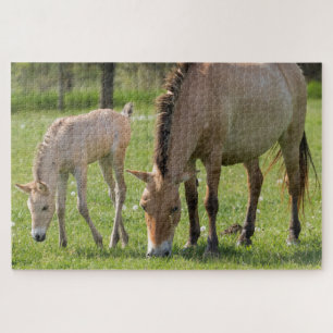 Przewalski's Horse and Foal Grazing Jigsaw Puzzle