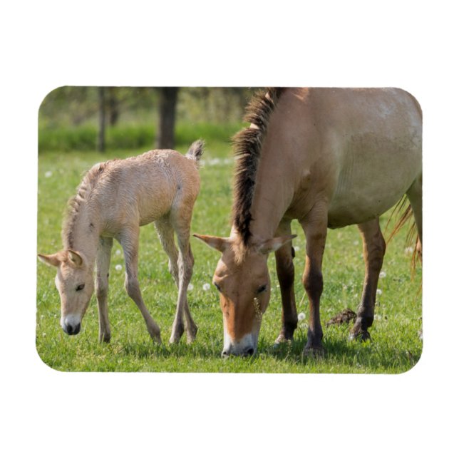 Przewalski's Horse and Foal Grazing Magnet (Horizontal)