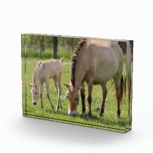 Przewalski's Horse and Foal Grazing Photo Block