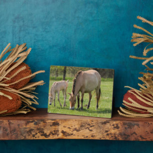 Przewalski's Horse and Foal Grazing Plaque