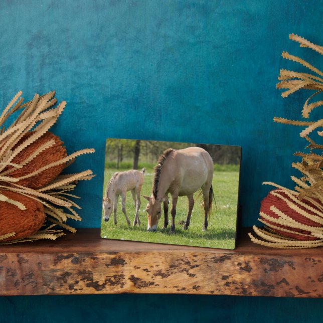 Przewalski's Horse and Foal Grazing Plaque (Side)