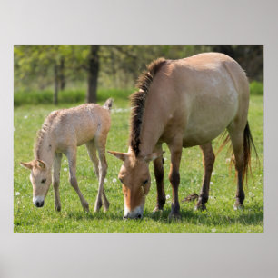 Przewalski's Horse and Foal Grazing Poster