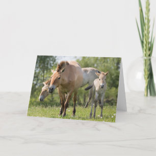 Przewalski's Horse and foal walking Holiday Card