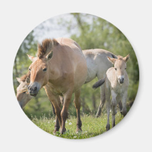 Przewalski's Horse and foal walking Magnet