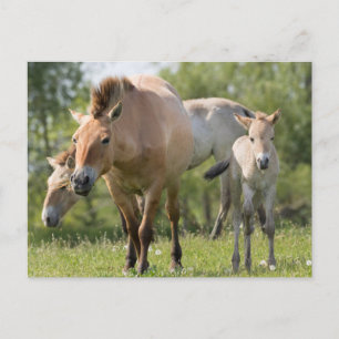 Przewalski's Horse and foal walking Postcard
