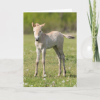 Przewalski's Horse foal, Hungary