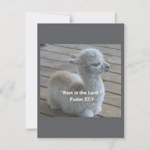 Psalm Llama Postcard