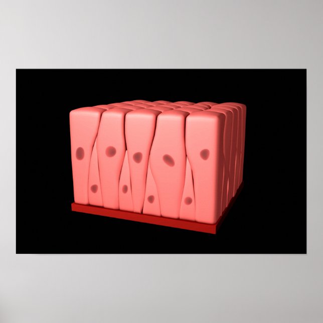 Pseudostratified Columnar Epithelium Poster (Front)