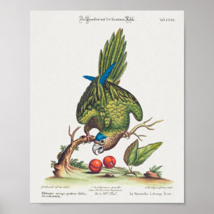 Psittacus minor gutture fusco, occidentalis 1749 poster