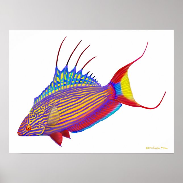 Psychedelic Bell's Flasher Wrasse Fish Poster (Front)