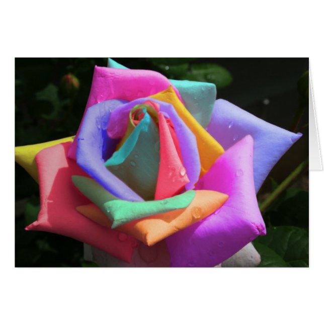 Psychedelic Rainbow Rose (Front Horizontal)