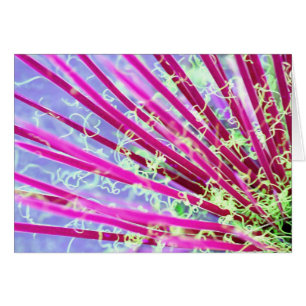 Psychedelic Yucca Abstract Red
