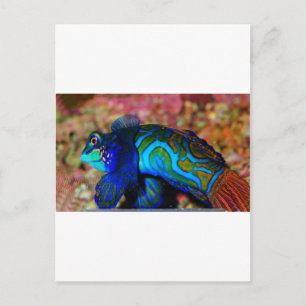 Psychodelic Fish Postcard