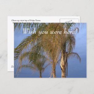 Pt. Pleasant NJ Wish you were here! Palm Trees Postcard