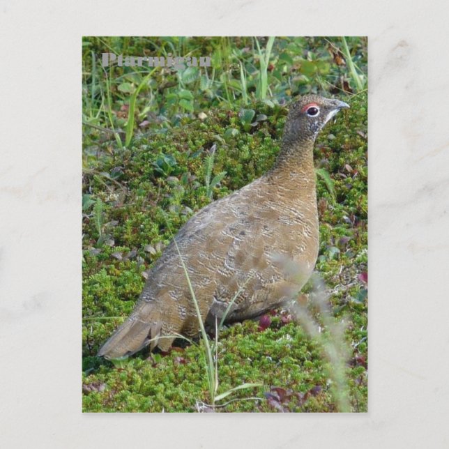 Ptarmigan in Summer, Unalaska Island Postcard (Front)