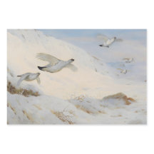 Ptarmigan in winter plumage,flying across the snow