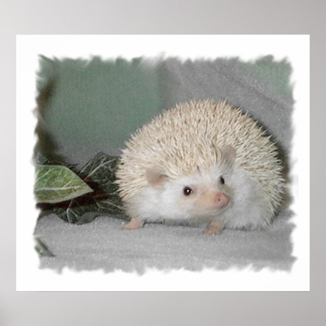 Ptarmigan the Hedgehog Poster (Front)