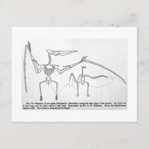 Pteranodon skeleton art postcard
