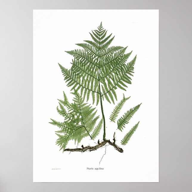 Pteridium aquilinum poster (Front)
