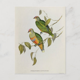 Ptilinopus Ewingii Postcard