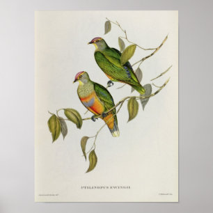 Ptilinopus Ewingii Poster