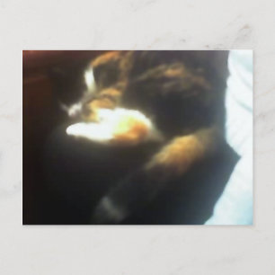 Pub Cat copy Postcard